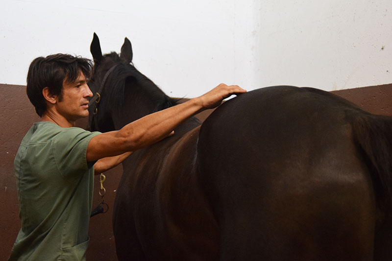 Fiche conseils pour cheval dorsalgique