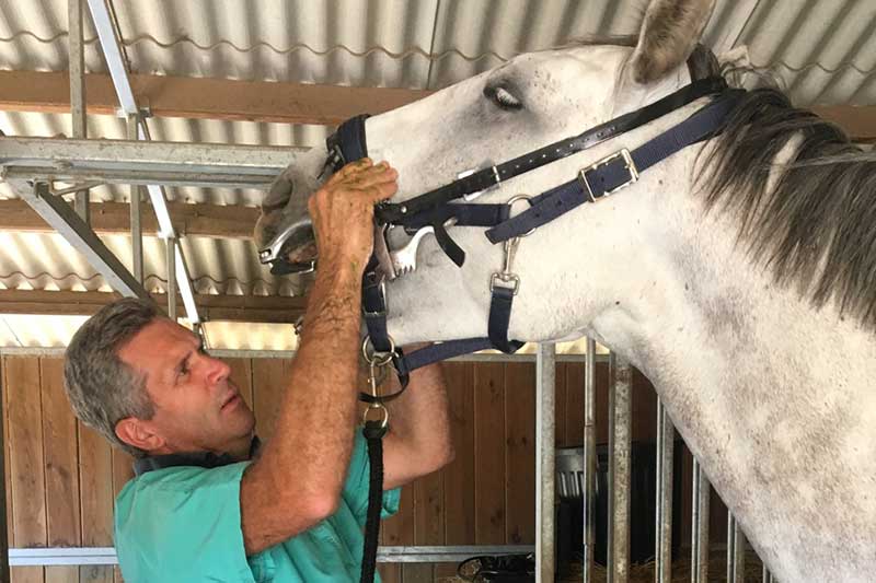 Dentisterie Equine